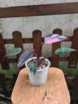 Philodendron erubescens 'Pink Princess' - Planta envasada
