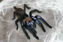 Chilobrachys natanicharum (ex. sp. Electric blue) L6/7