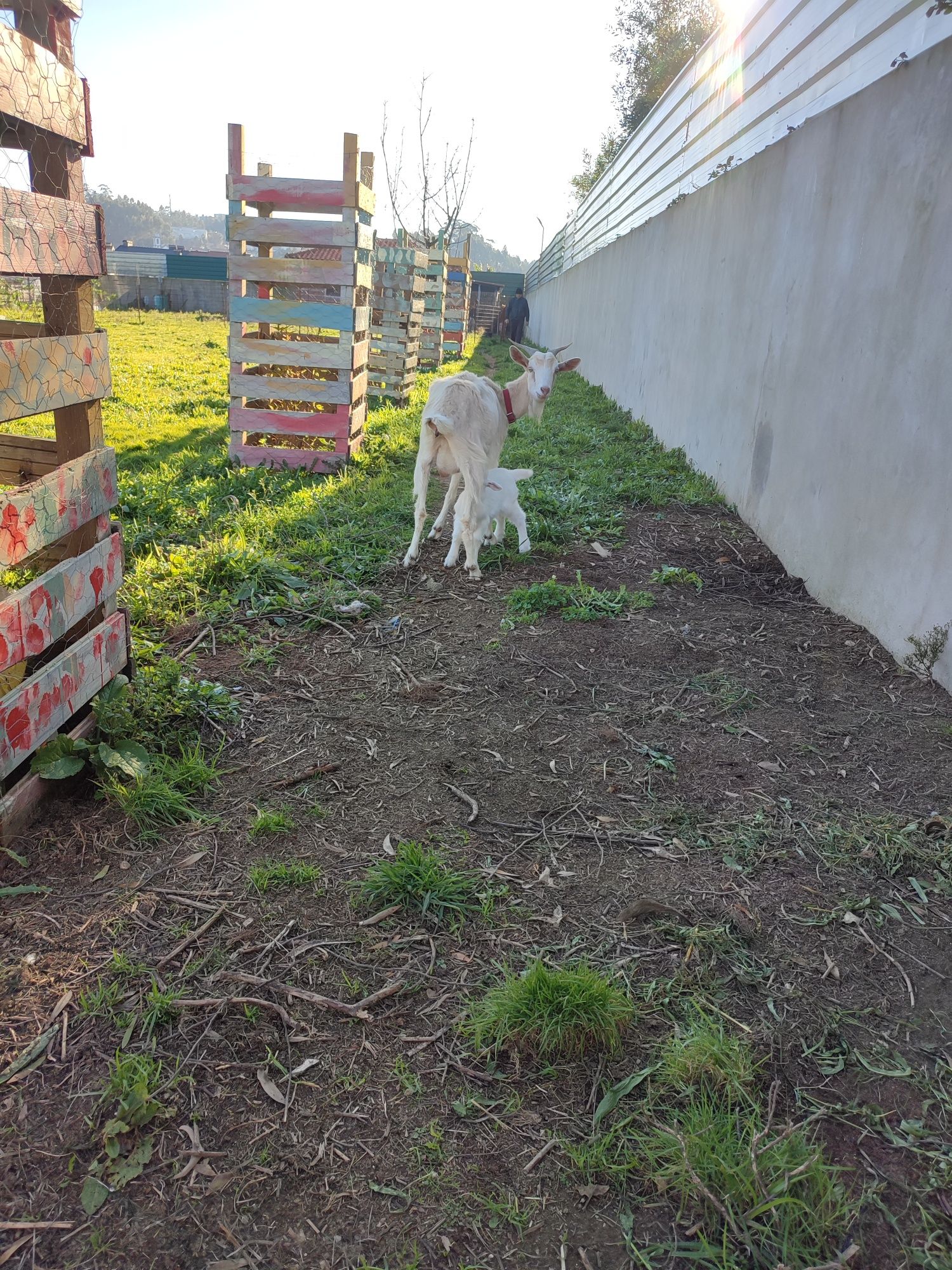 Cabras Montanhesas