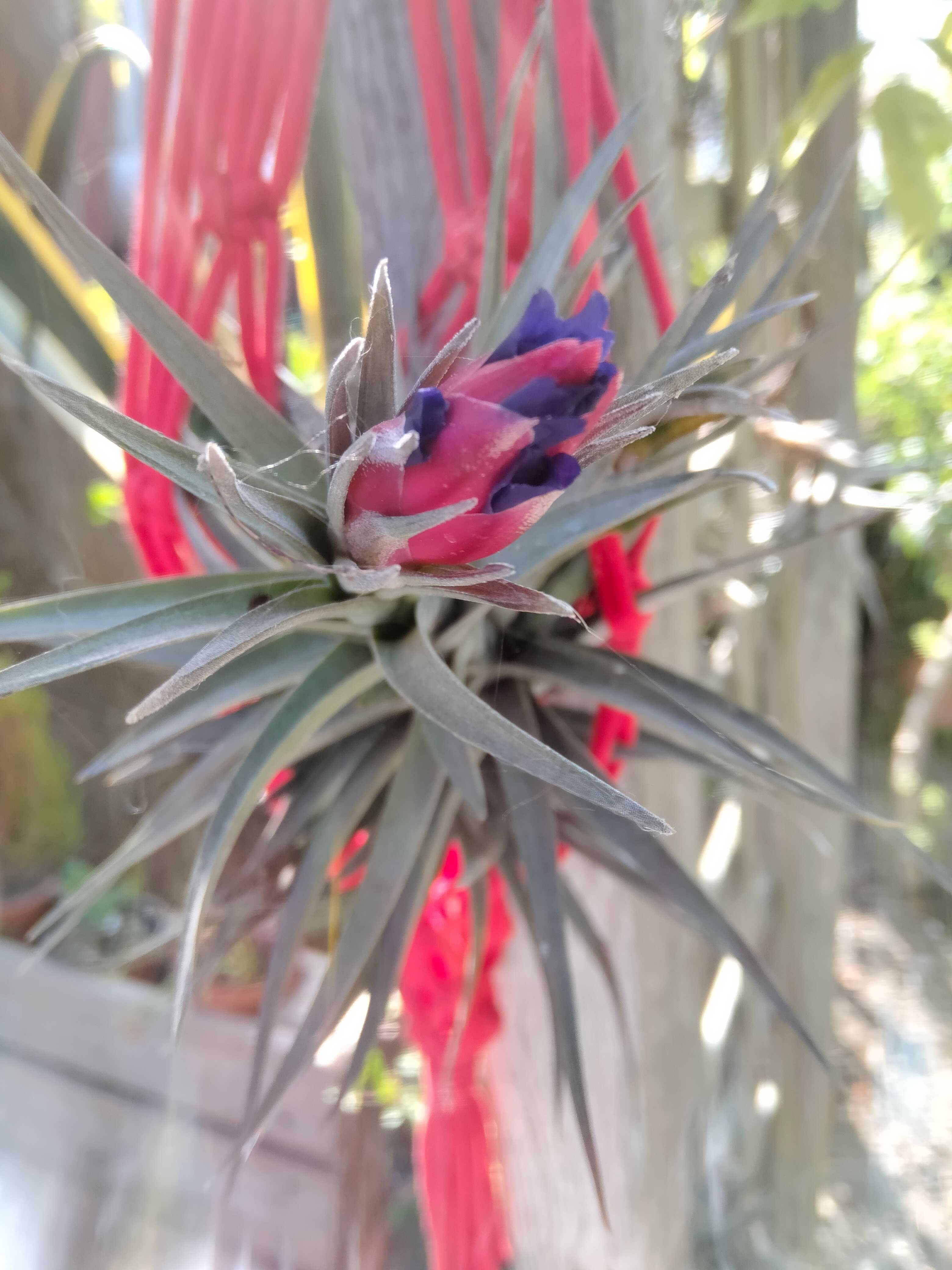 Tillandsia planta aérea