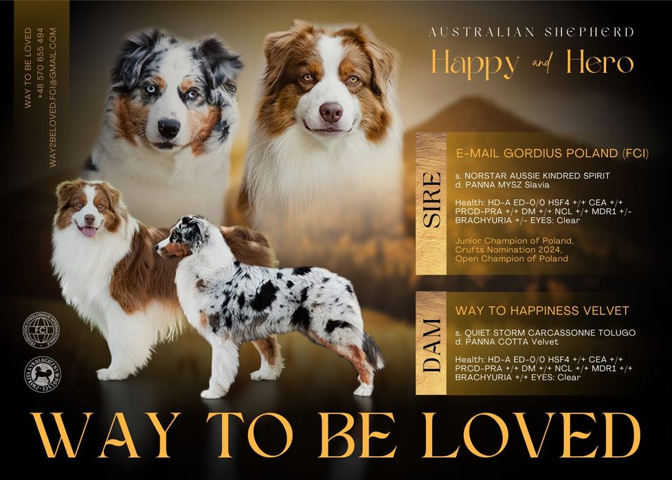 Zarezerwowana: Owczarek australijski (typ amerykański) - Suczka Red Tr