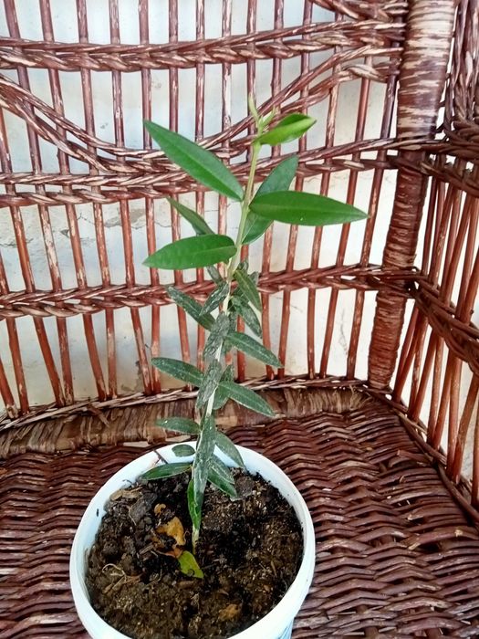 Oliveira em vaso 35 cm