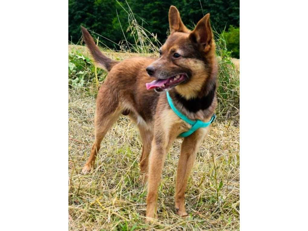 Nieduży (9kg), WESOŁY,domowy - idealny dla rodzin