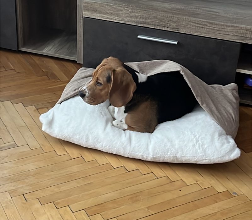 Лежанка ліжко лежак новий 58х73см з капюшоном для собаки