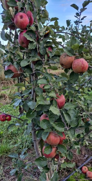 Jabłka odmiana Szara Reneta paczka 10kg, 3zł/kg, wysyłka Inpost