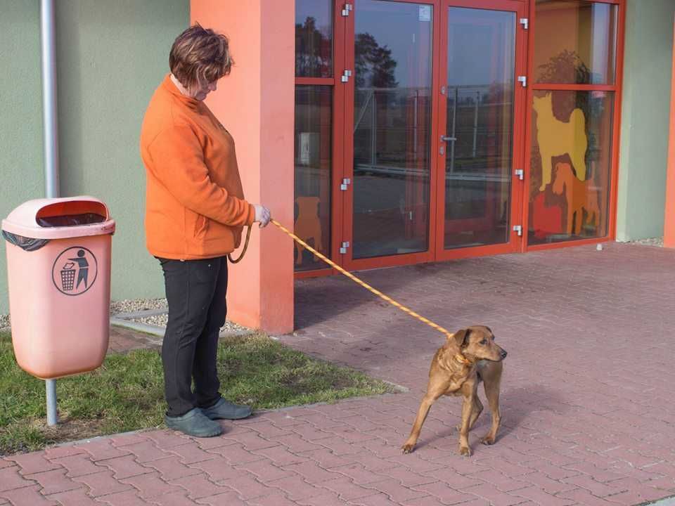 Płotek - mały i przyjazny; do mieszkania w bloku