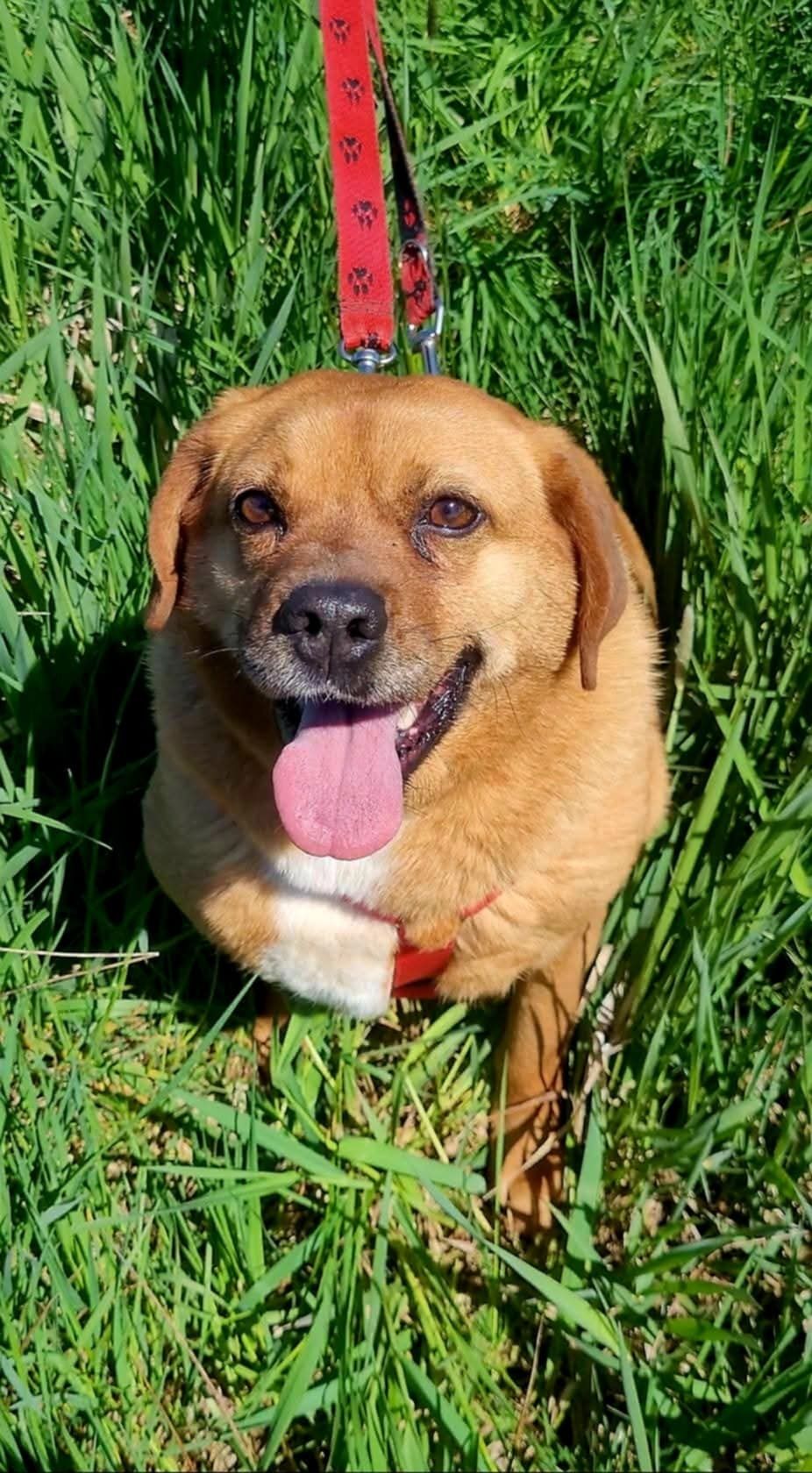 Ruda sunia o uszkach jak beagle do adopcji