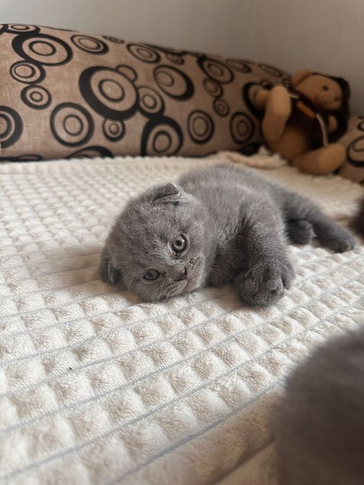 Шотландська весловуха кіточка
