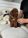 Pudel Toy red brown piesek z rodowodem