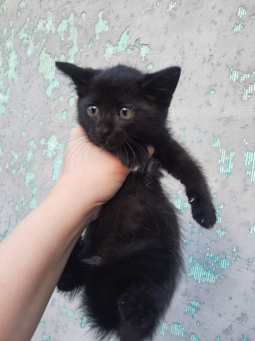 Безкоштовно кошенята