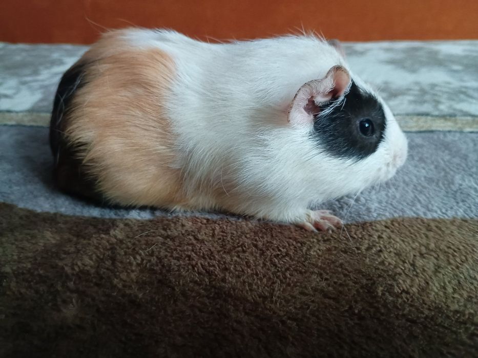 Морська свинка (мурчак, морські свинки)