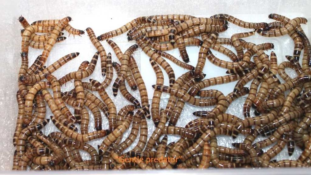 Зофобас та борошняний черв'як. Відмінний корм.