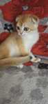 Золота шиншила котик муркотик