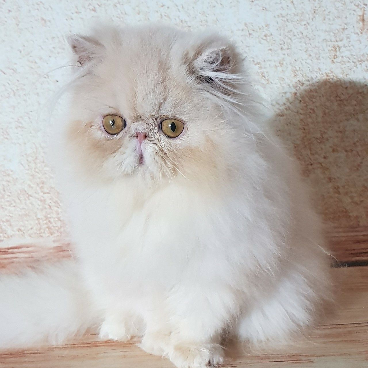 Персидская  кошка