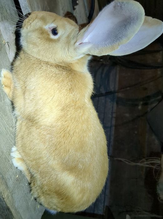 Króliki Olbrzym srokacz niemiecki/Olbrzym belgijski żółty