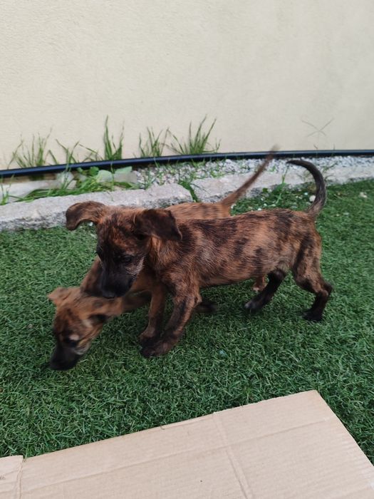 Dou cachorros porte  pequeno/médio