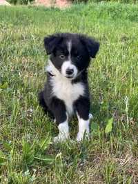 Border collie suczka