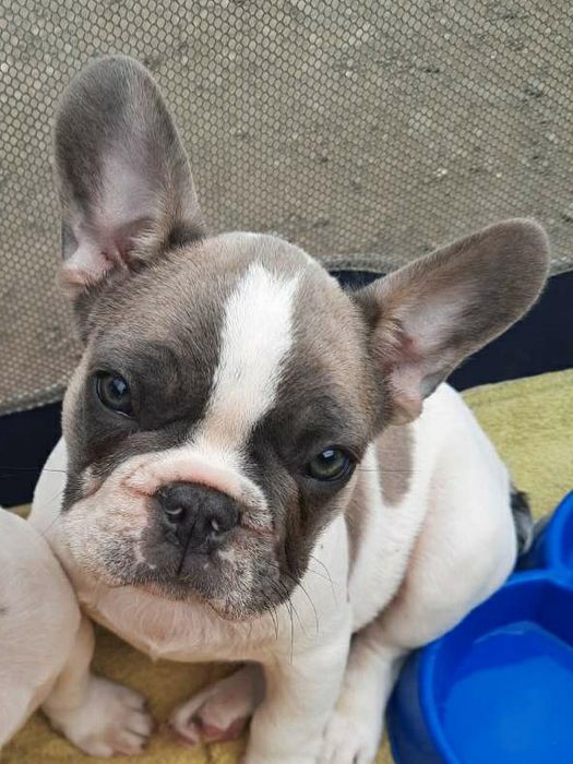 Французький бульдог