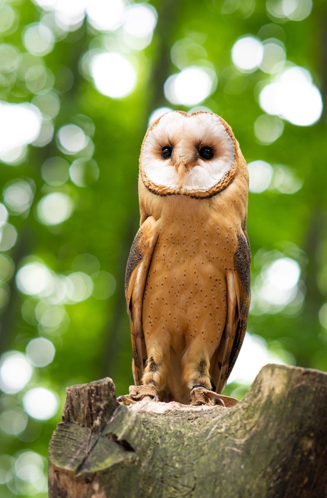 Zwolnil sie termin od 25. 08  Nocleg Ustroń nad rzeką Wisłą