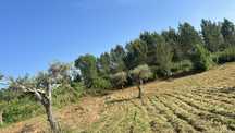 Limpeza terrenos