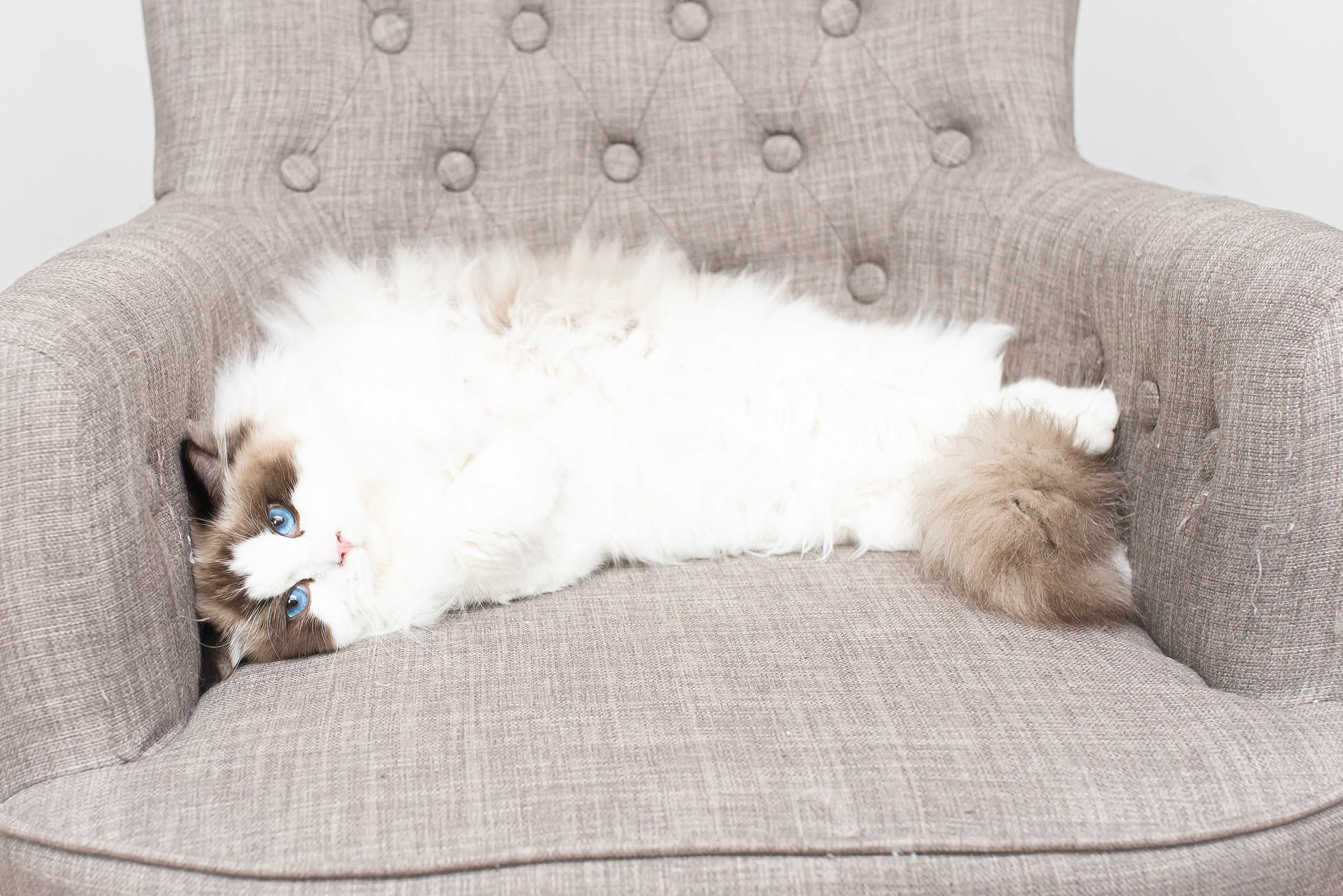 Ragdoll -dorosła kotka -adopcja