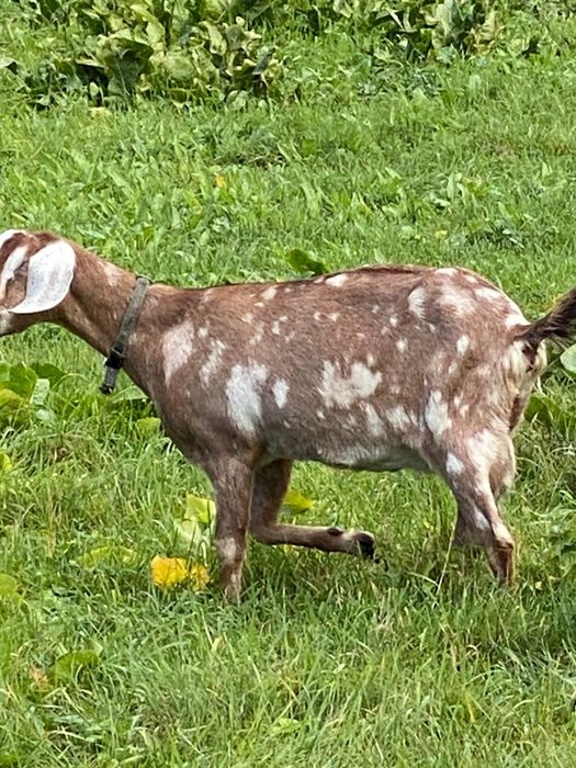 Англо-нубійські кози