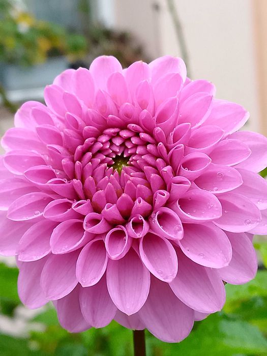 Жоржини продаж поділок