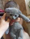 Фолдик мальчик 2 месяца