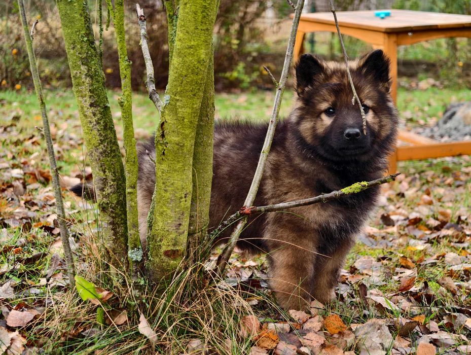 Mocna Wilczasta suczka! OWCZAREK STARONIEMIECKI Gotowa do zmiany domu!