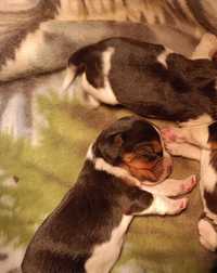 Piesek Beagle szczeniak