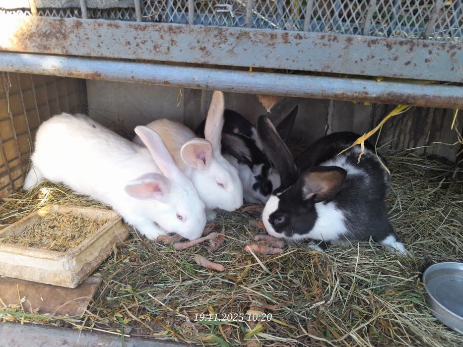 Sprzedam kroliki.