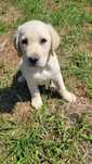 Labrador retriever biszkoptowy
