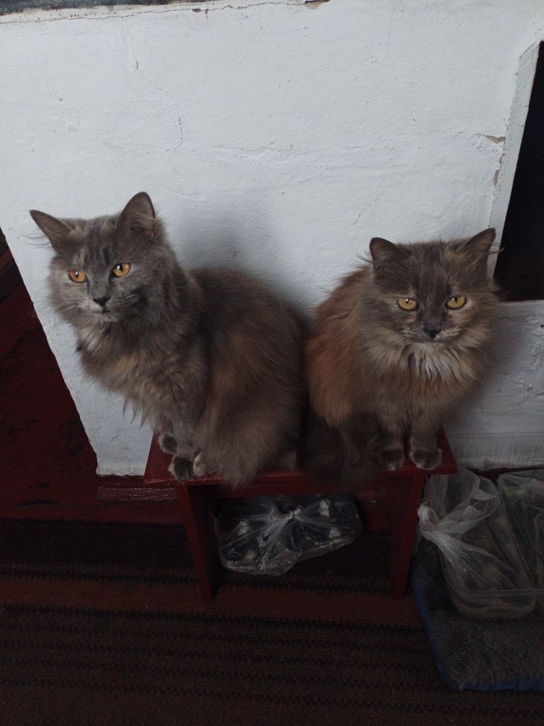 Потрібна допомога котикам кормом