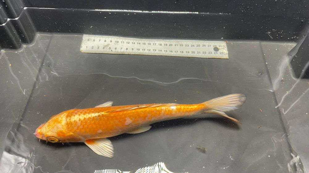 Carpa koi excelente linhagem