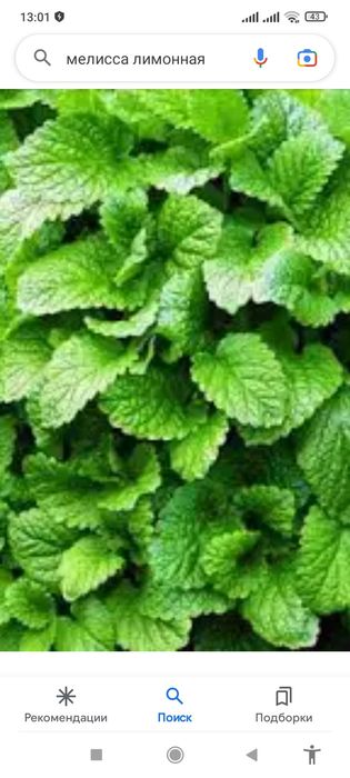 Саженци калины крупноплодной, грецкого ореха , и др