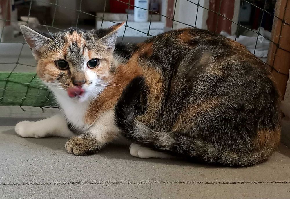 Tricolorka ok 4 miesięczna do adopcji kot kotka