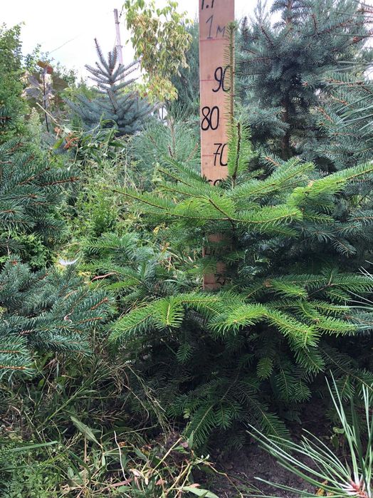 Ялиця Кавказька, Піхта Нордмана.