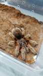 Grammostola rosea (ex red) dorosła samica 6dc