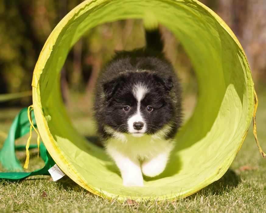 Border Collie  suczka ZKwP/FCI