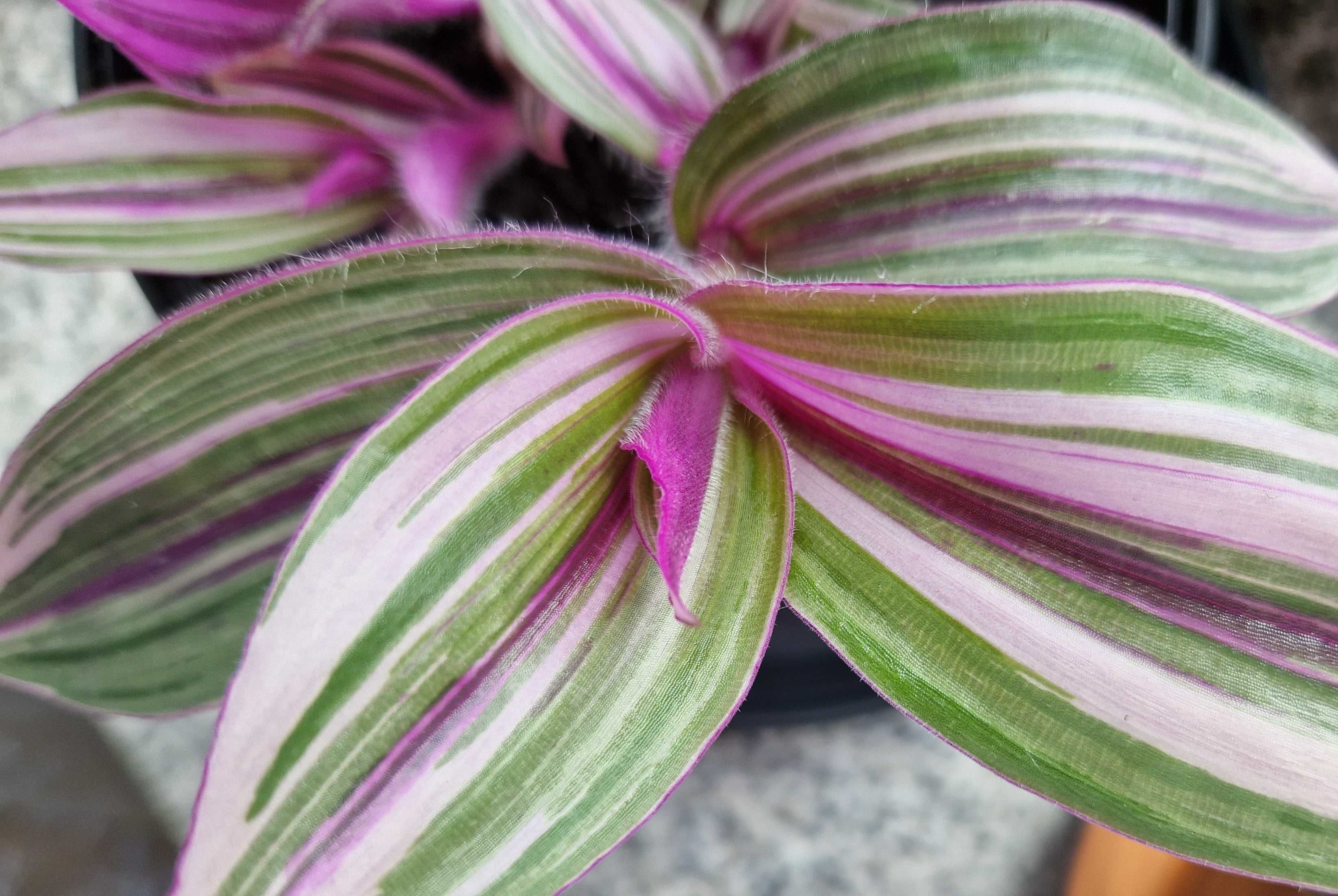 Tradescantia blossfeldiana 'Pink Furry'