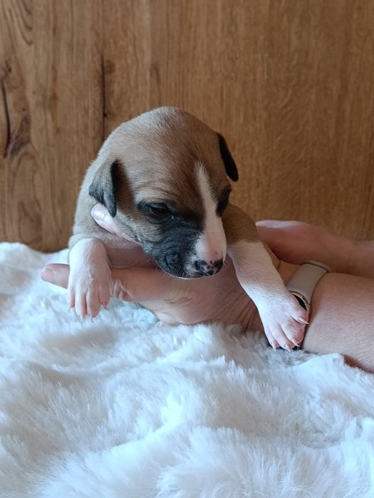 Szczeniaczek Whippet  (chart angielski) - ZkwP