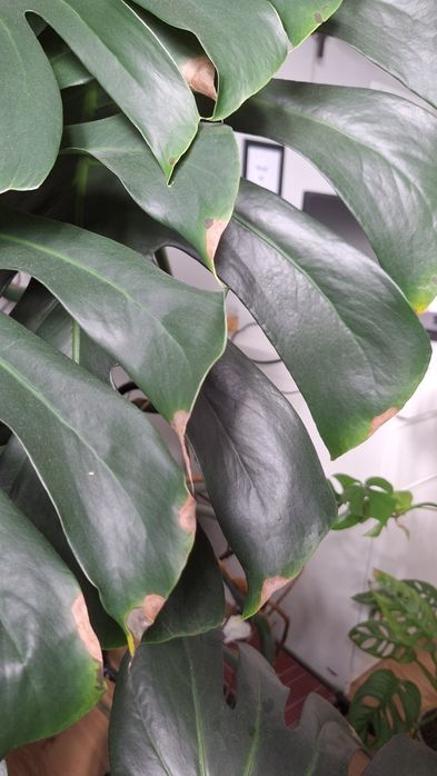 Monstera deliciosa dziurawa 14 dużych liści