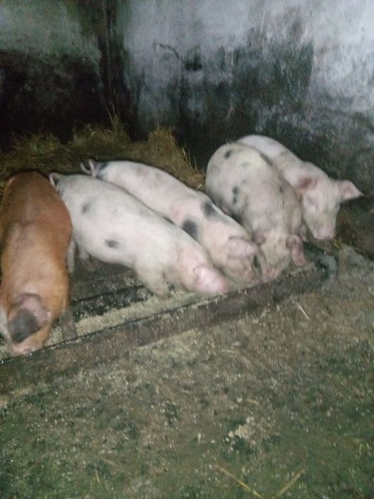 Продаються поросята