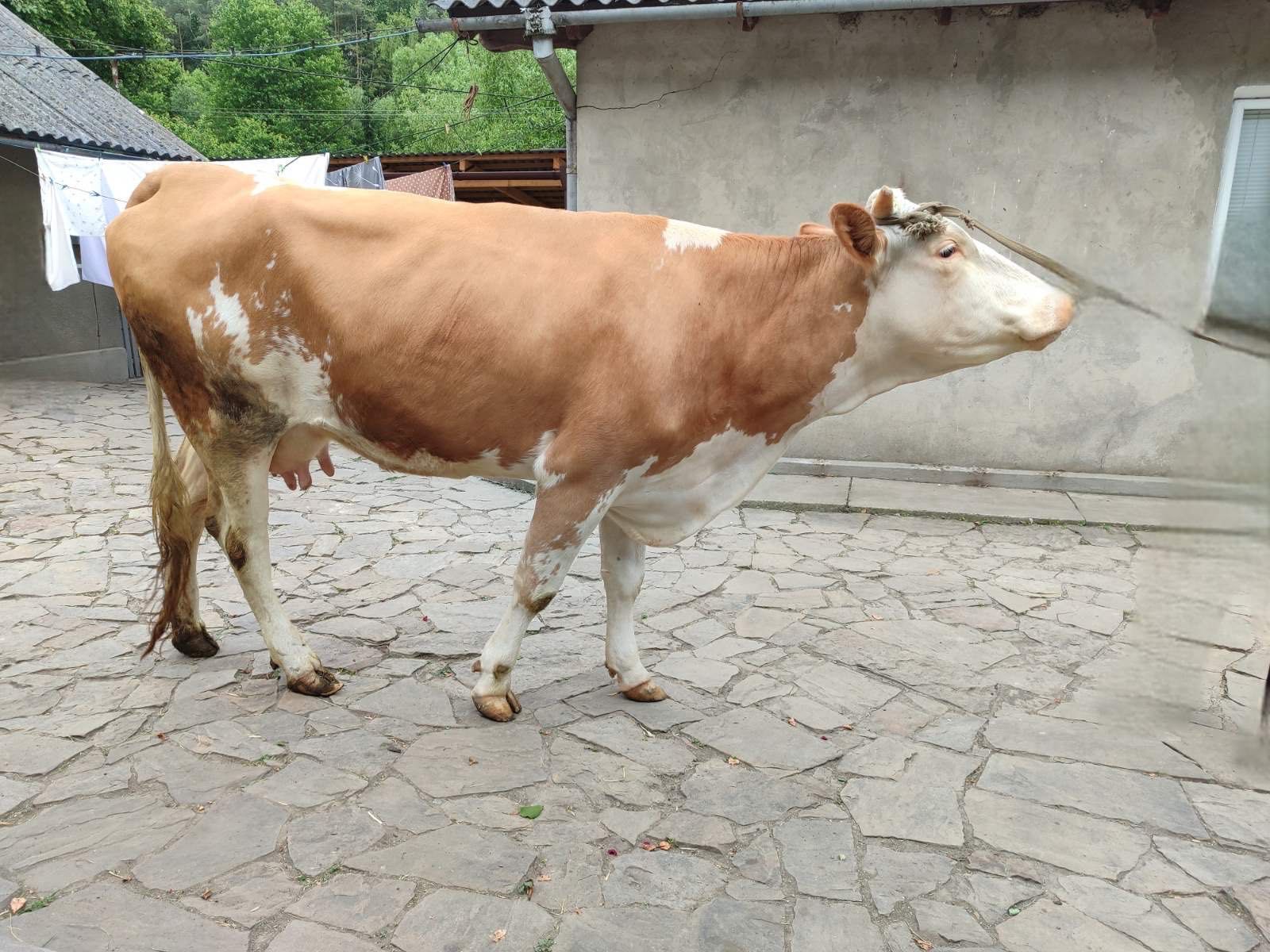 Продам добру корову