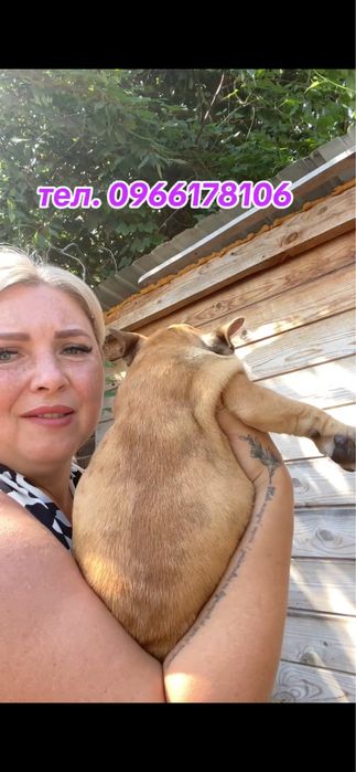 Дівчинка блакитно-палевий мерле