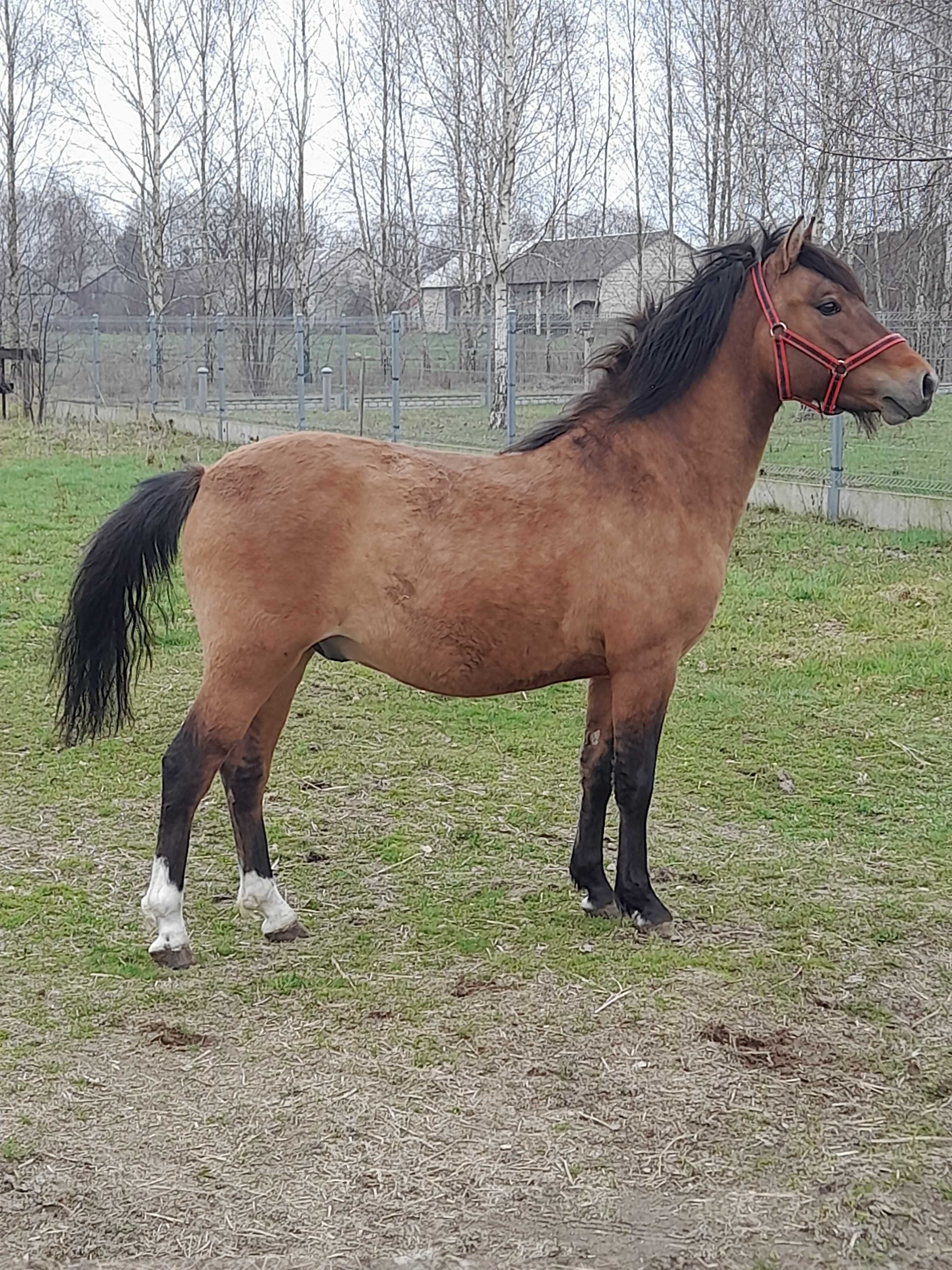 Koń ogierek huculski