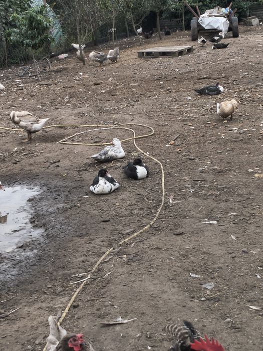 Sprzedam kaczki i gęsie