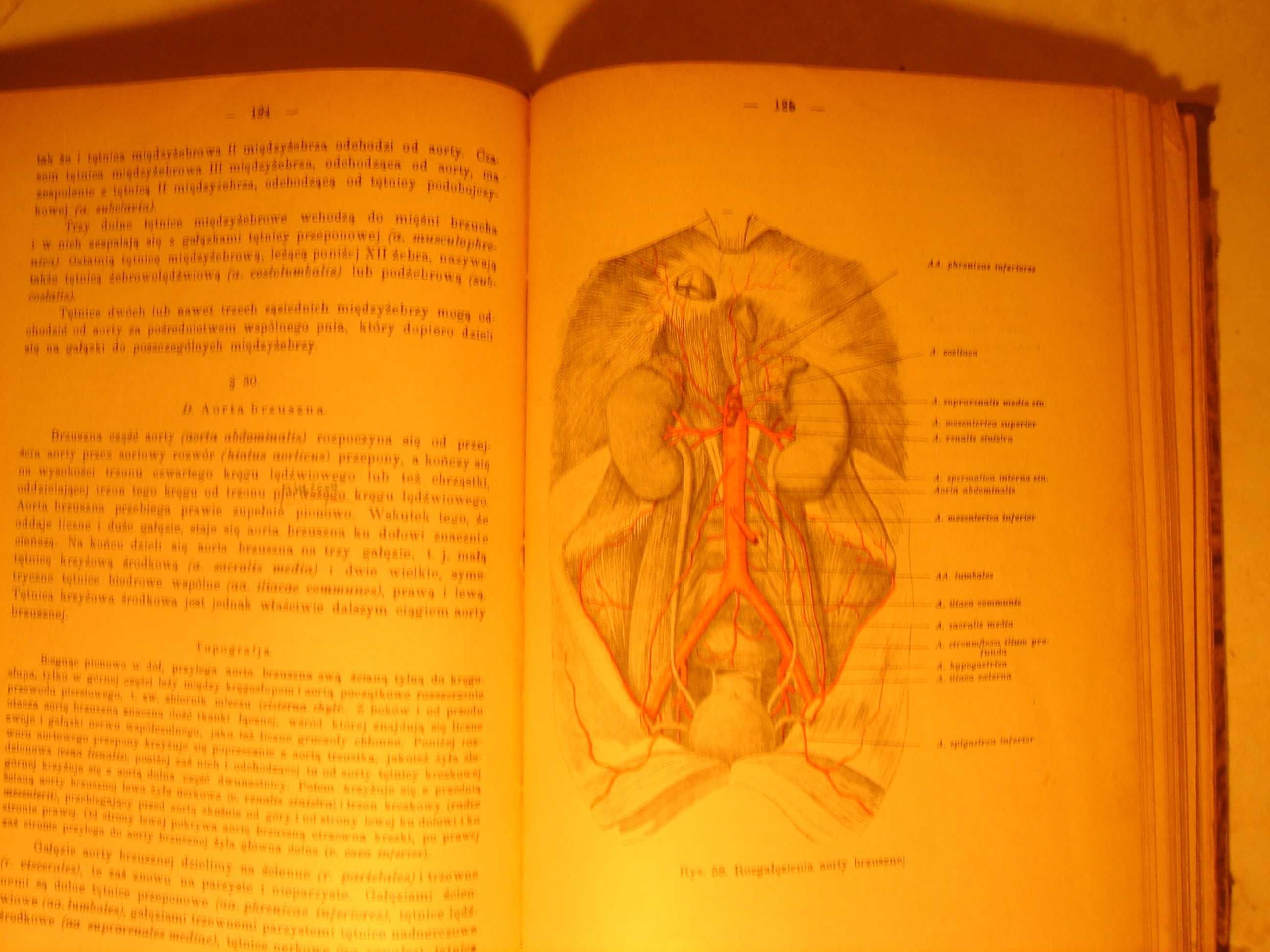Anatomia człowieka Adam Bochenek t. III wyd. 1921