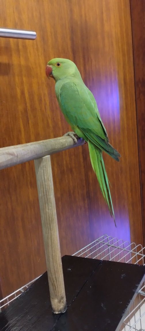 Vendo diversas aves de bico curvo