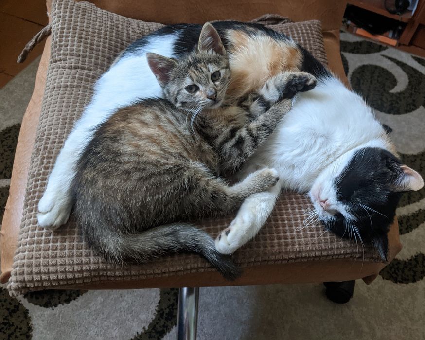 Кошеня віддам безкоштовно